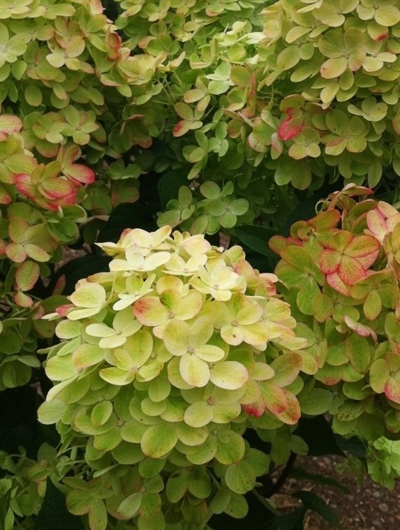 Гортензия метельчатая Граффити